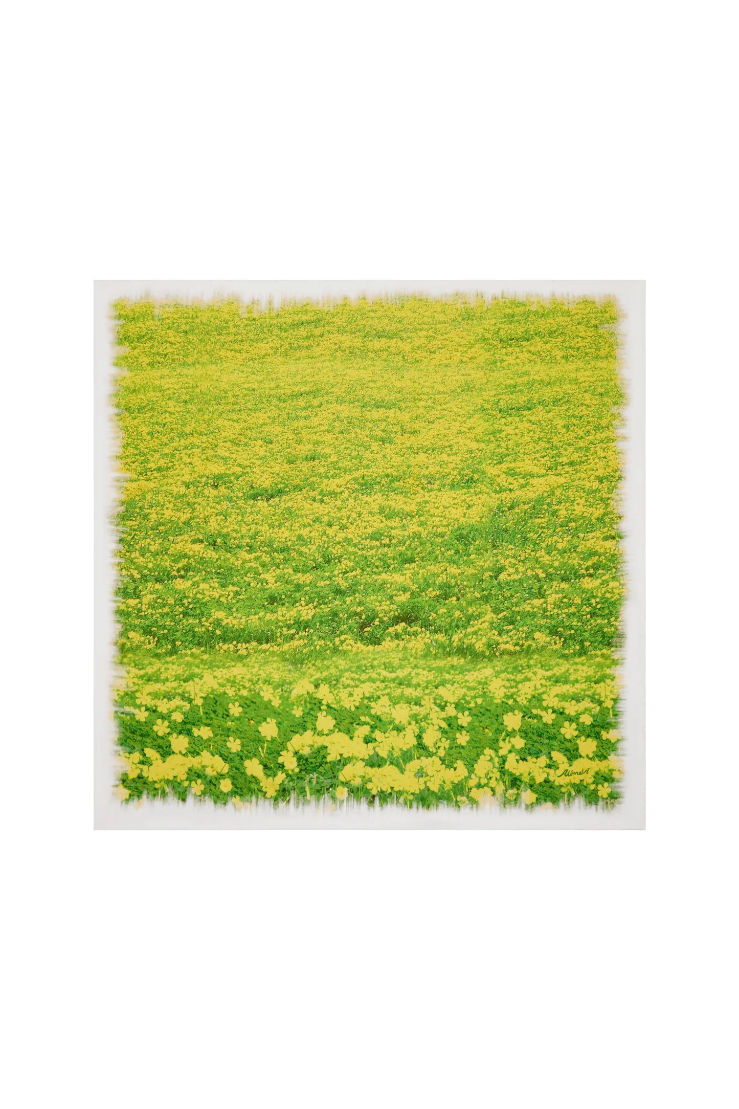 Alemais Bermuda Buttercup Silk Scarf